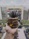 Warm House Planter