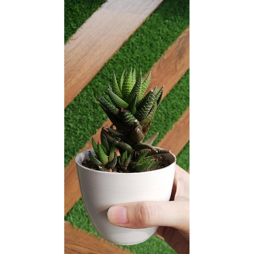 [PKAAAA-HM-PLN-008970] Haworthia