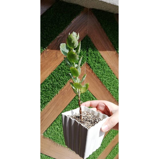 [PKAAAA-HM-PLN-008972] Green Lavender Scallops