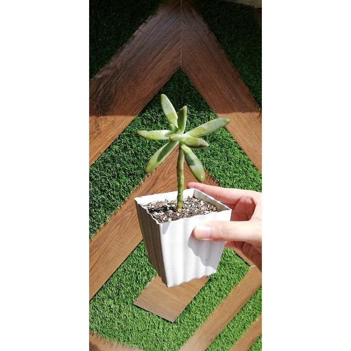 [PKAAAA-HM-PLN-008974] Succulent